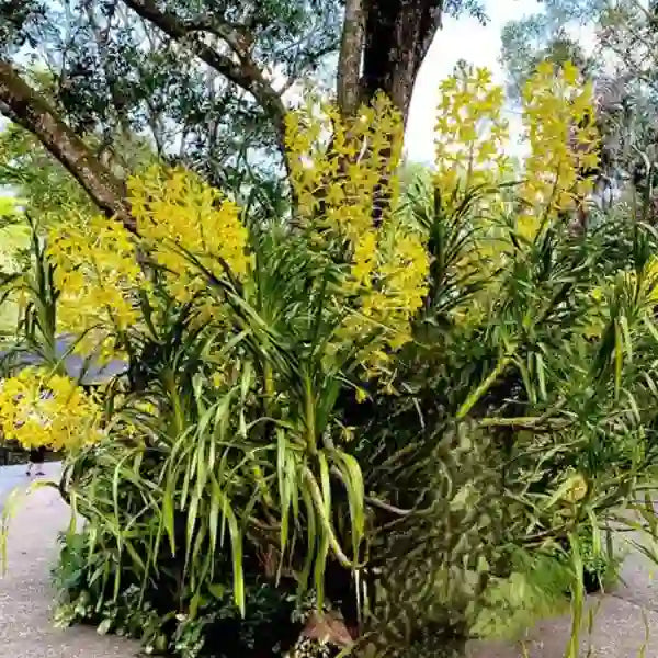 Grammatophyllum Speciosum Var.Alba
