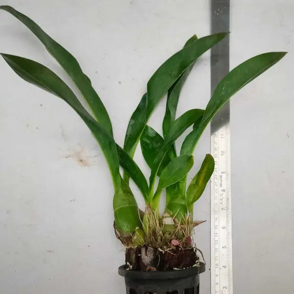 Grammatophyllum Green Blooming Stage