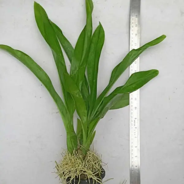 Grammatophyllum Scriptum Blooming stage