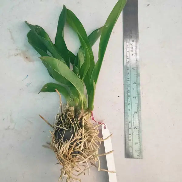 Grammatophyllum Scriptum Green Seedlings