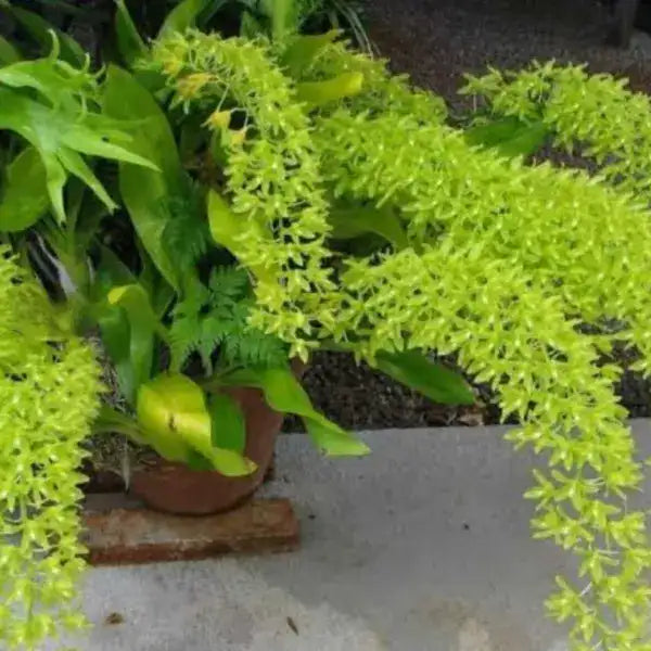 Grammatophyllum Scriptum Green Seedlings