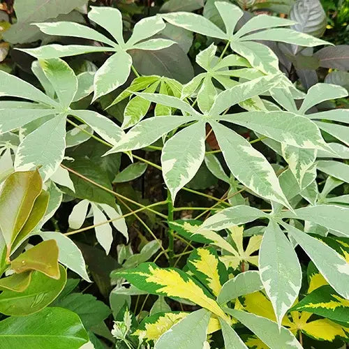 Tapioca Variegated Plant (Variegation from outside) - Rare