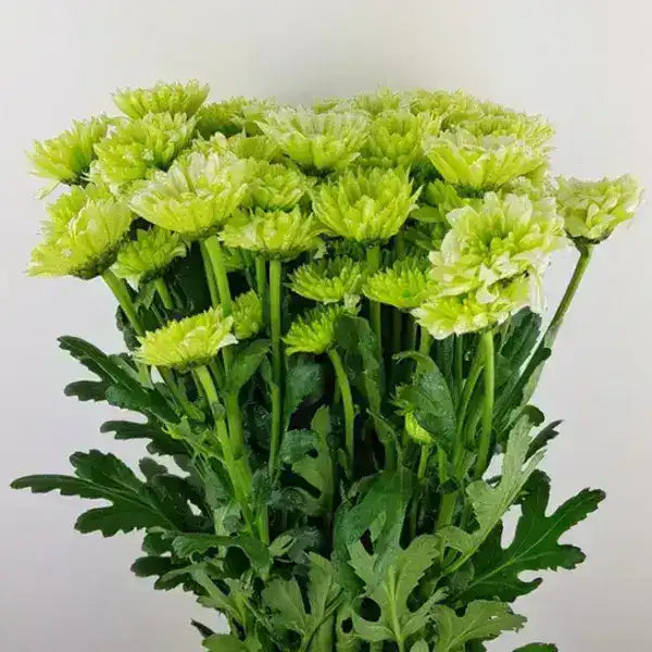 Jamanthi,Chrysanthemum - Rare