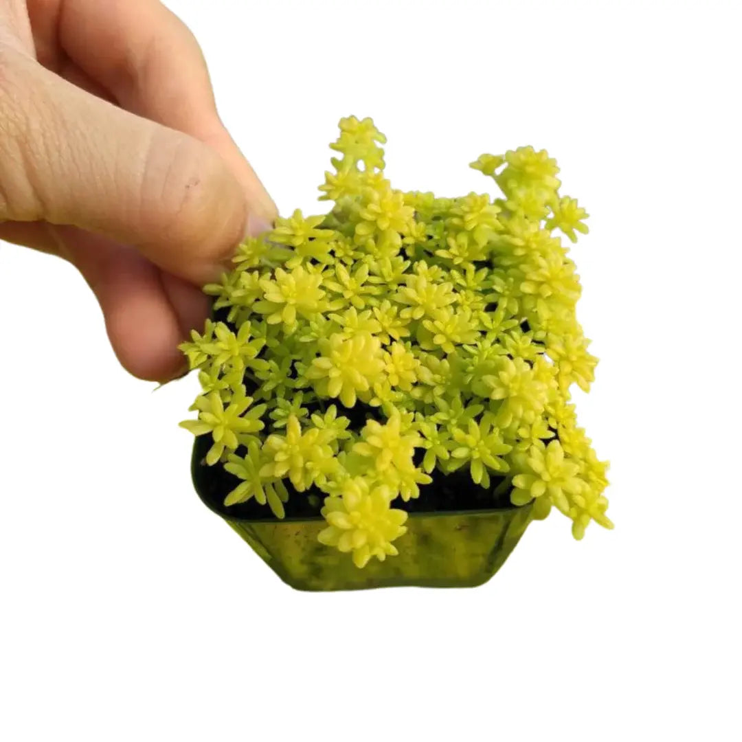 Golden Sedum Plant