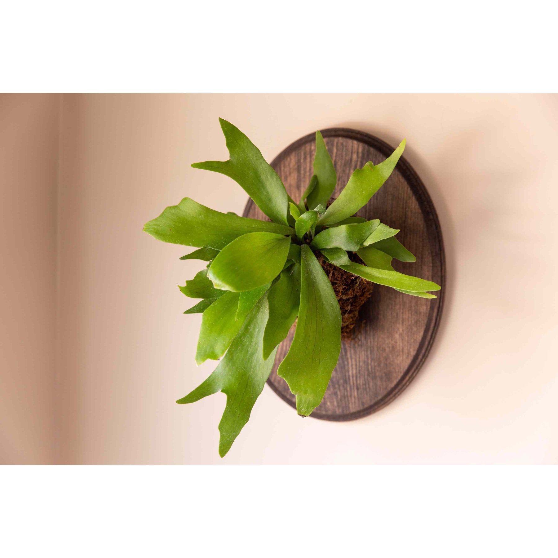 Staghorn Fern leaf details and texture – healthy indoor plant