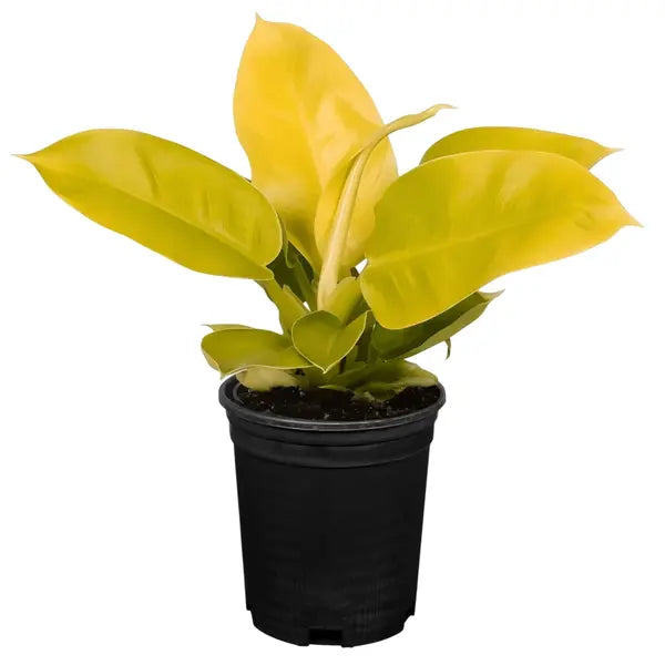 Philodendron Moonshine