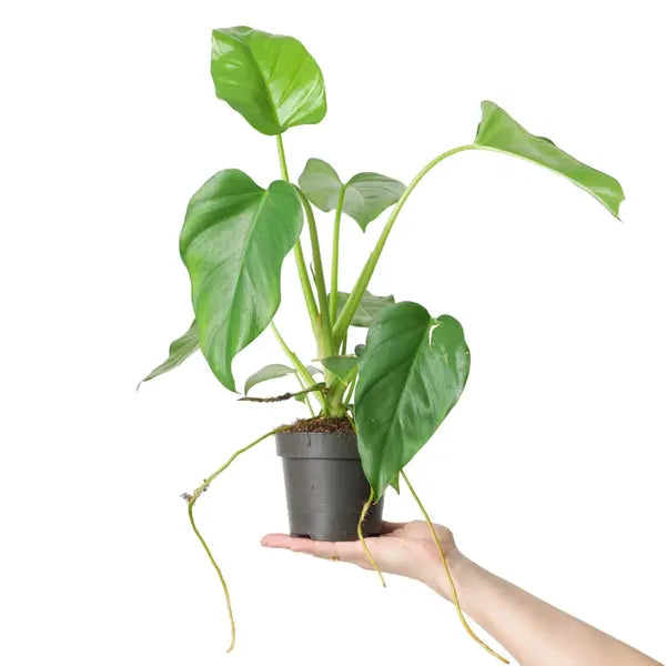 Philodendron Giganteum | Blizzard