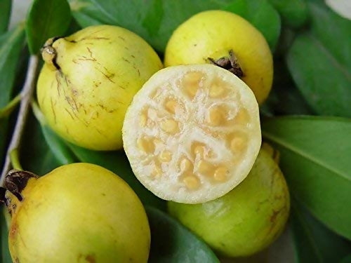Yellow Strawberry Guava Live Paint (Psidium Cattleianum)