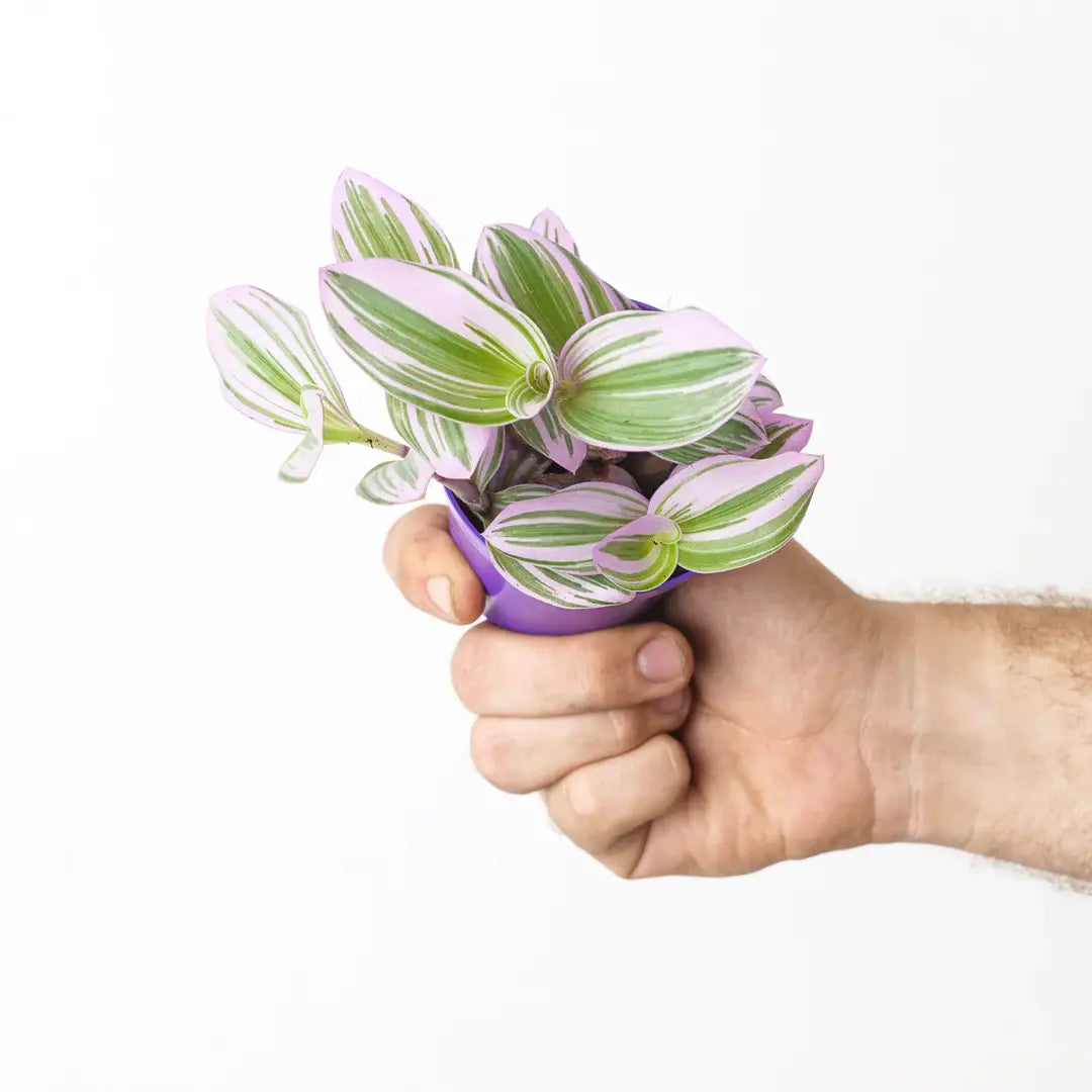 Tradescantia Nanouk - Rare