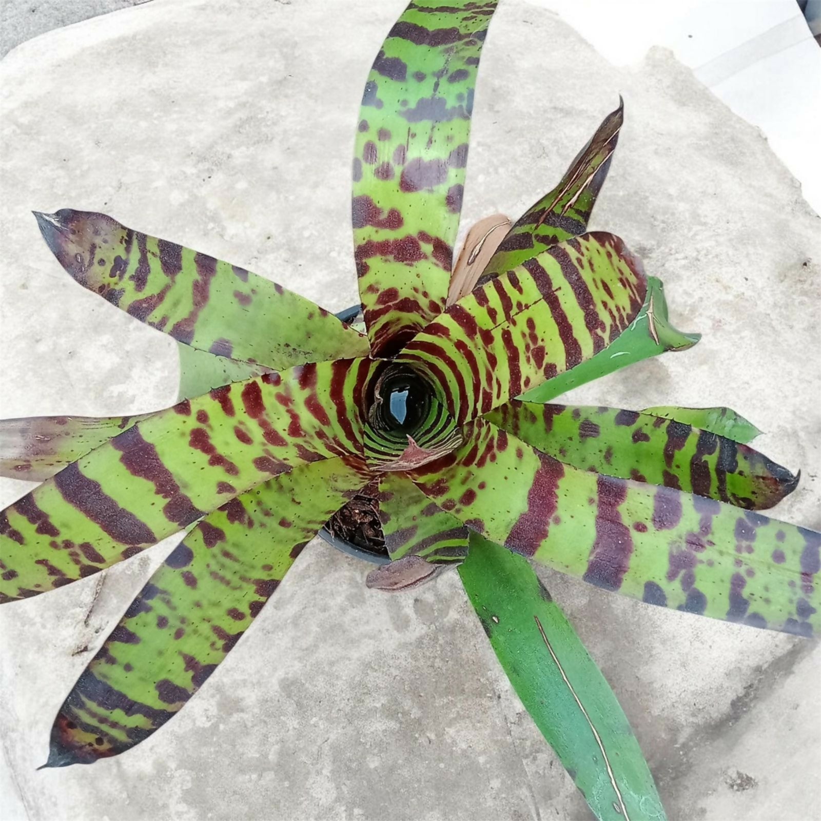 Bromeliad