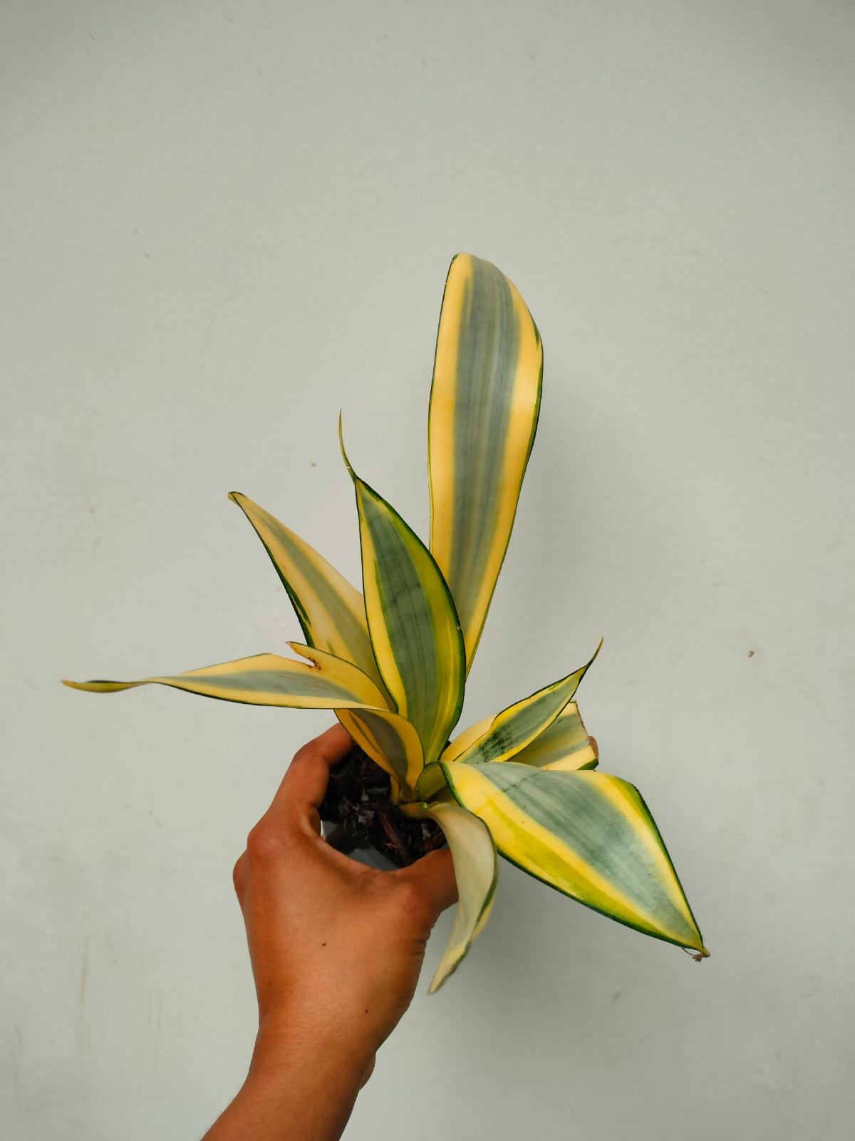 Sansevieria Ghost