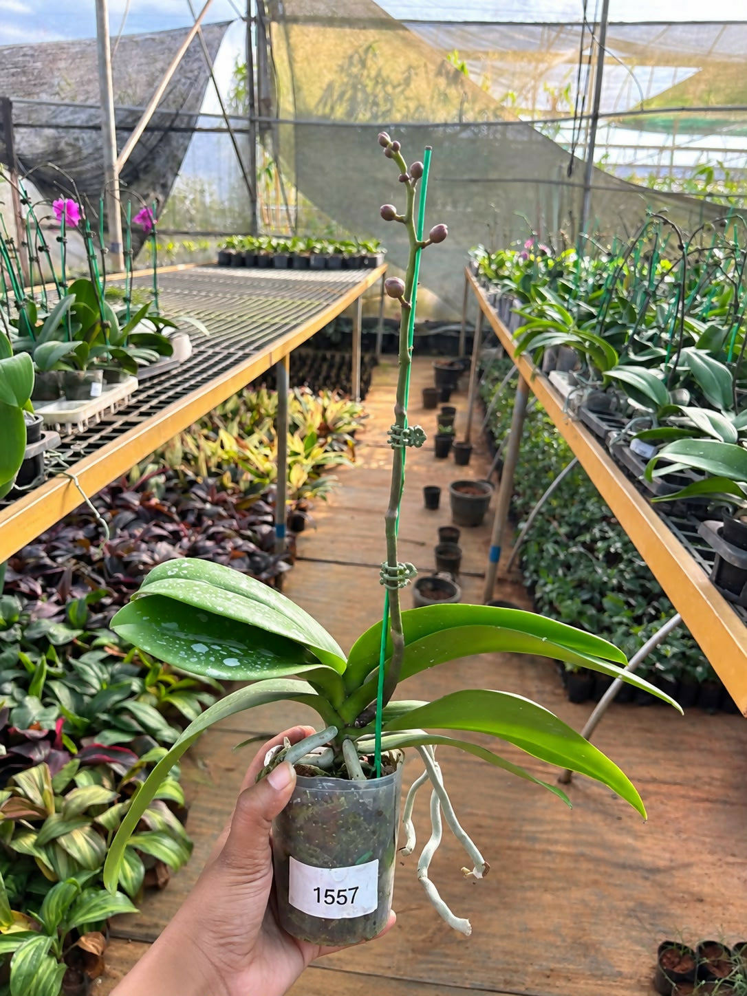 Phalaenopsis-1557