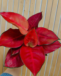 THAILAND SUPER RED AGLONEMA