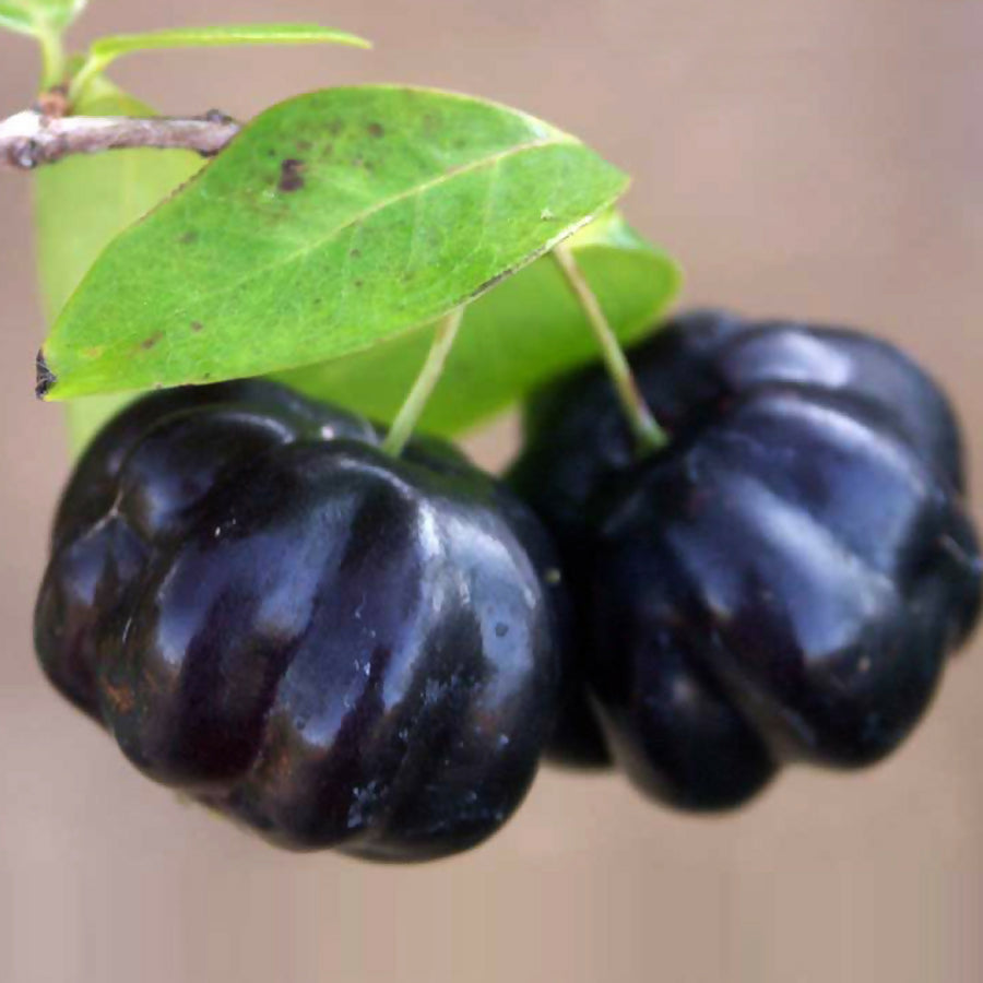 Zill's Surinam Cherry Fruit Plant (Eugenia uniflora)