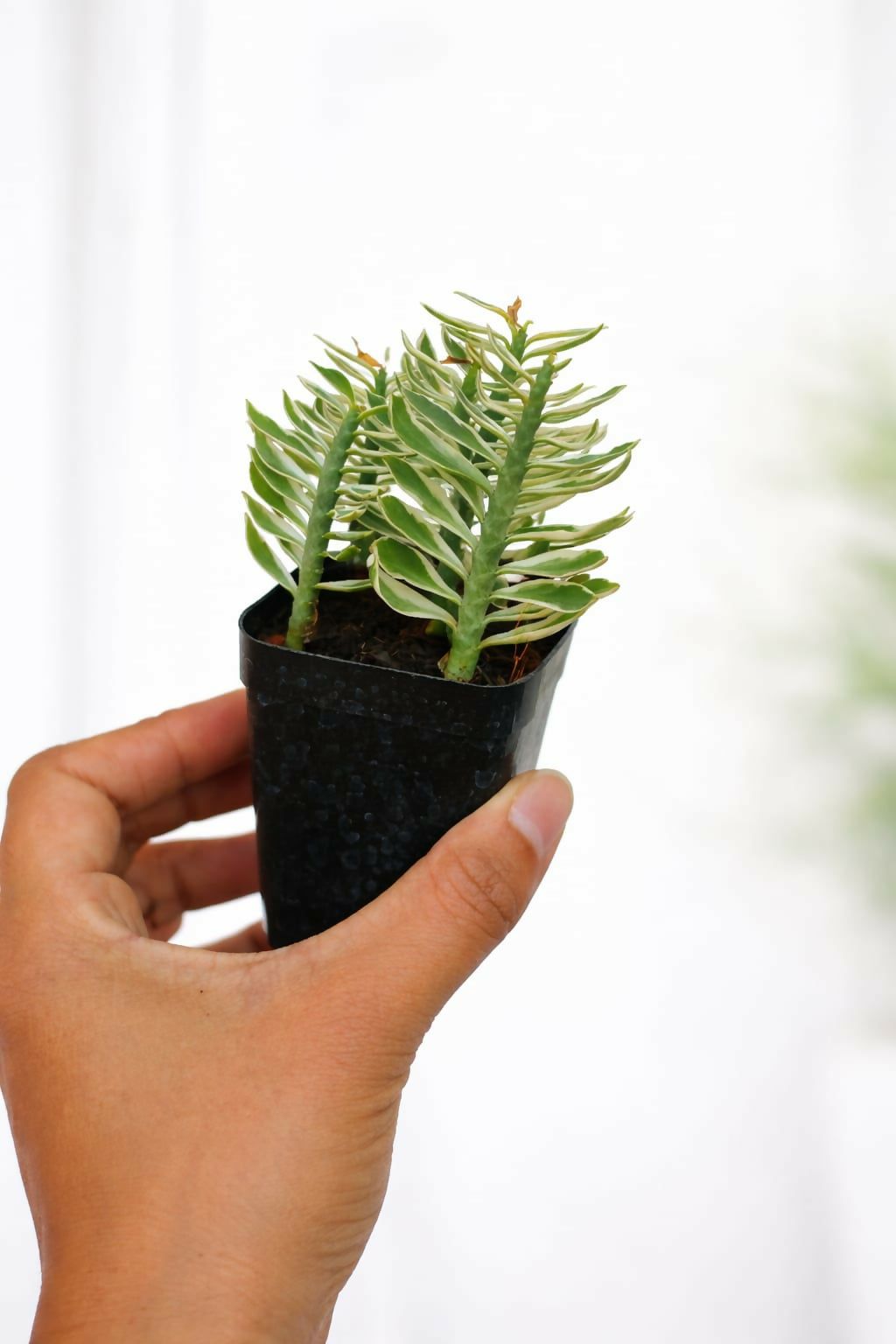 Pedilanthus Variegated