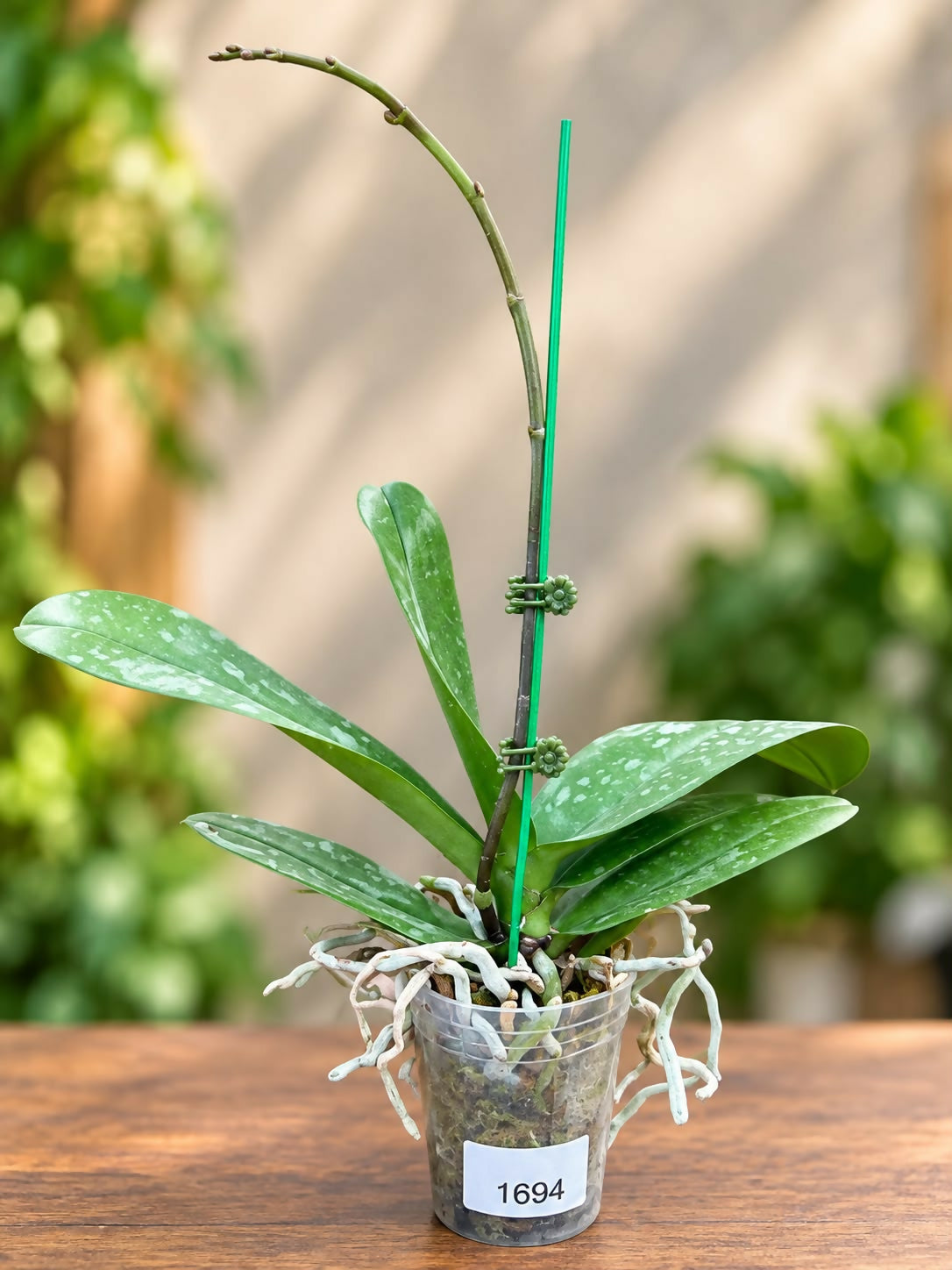 Phalaenopsis-1694