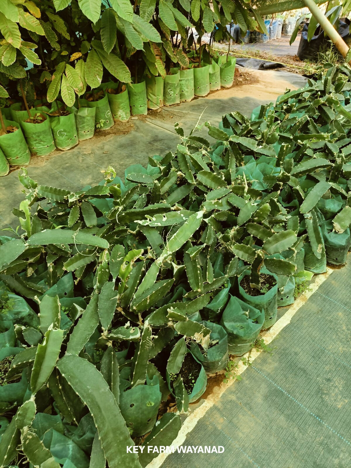 Israel Yellow Dragonfruit – Vibrant & Live - Keyfarm Wayanad