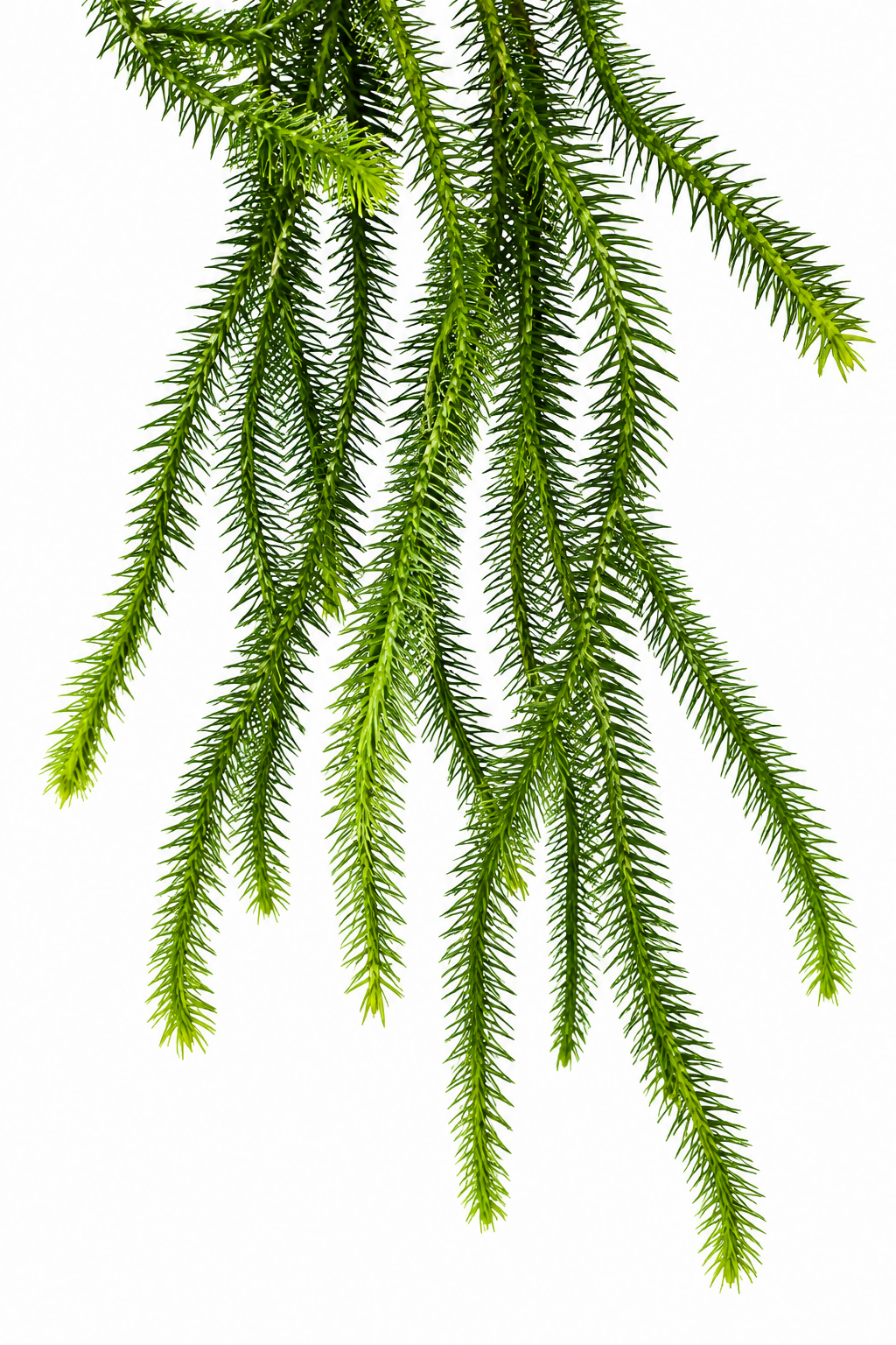 Huperzia squarrosa - Rare Fern- The Lush Flora
