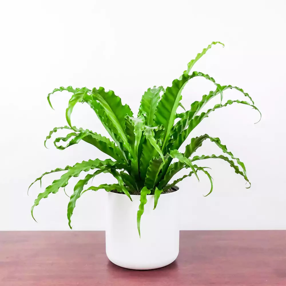 Asplenium Victor Fern – Rare TC Plant - Ethereal DNA