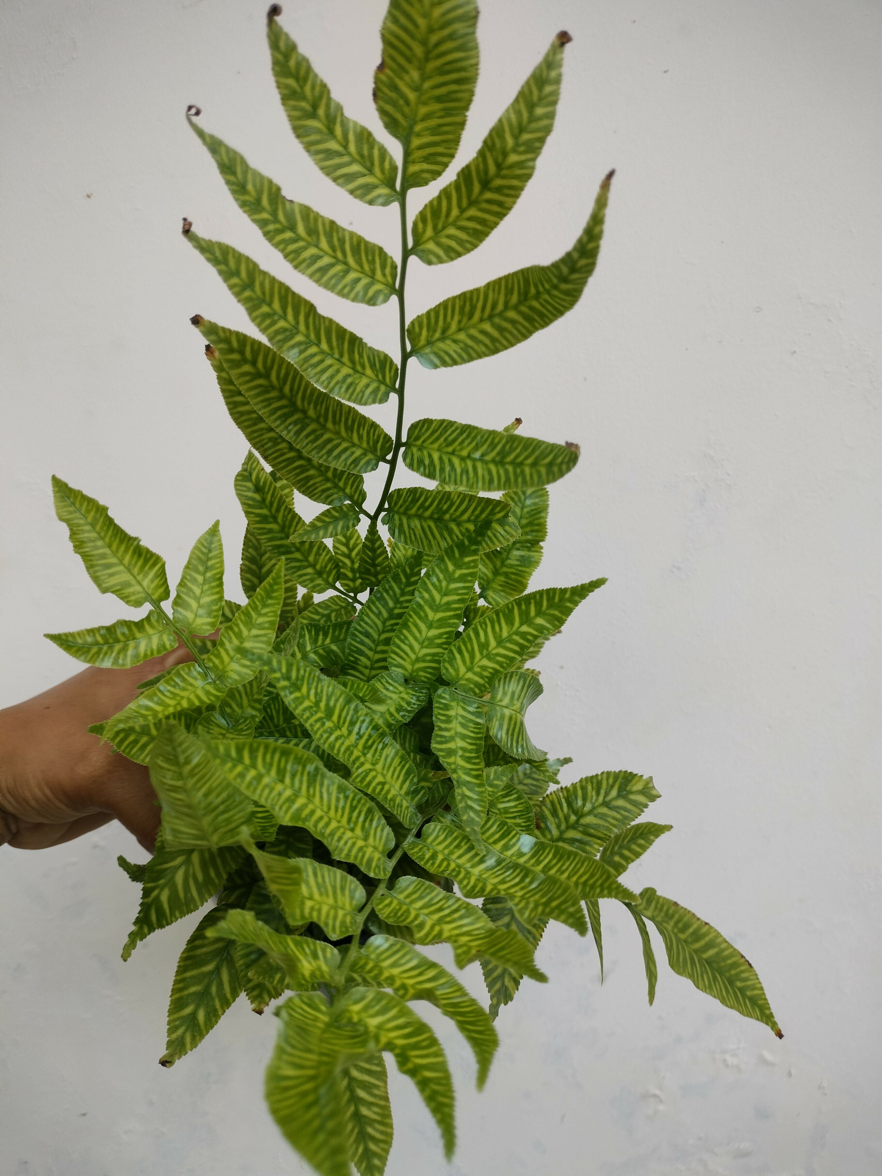 Golden zebra Fern