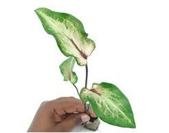 Caladium angel wings
