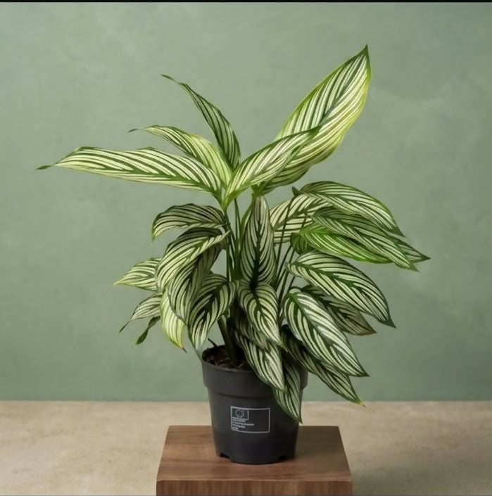 Calathea vittata– Jiffy Sized