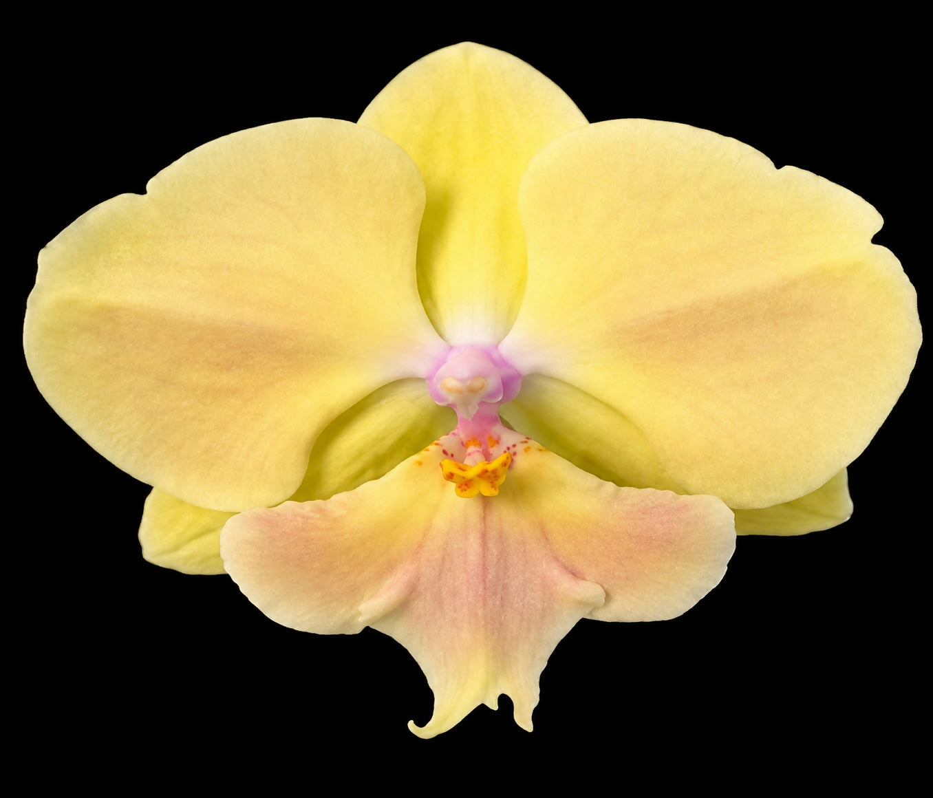 Phalaenopsis-4331102