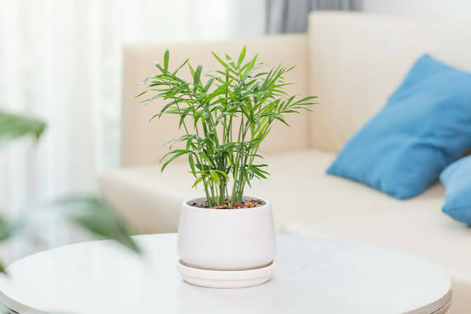 Table Palm / Parlour Palm (Chamaedorea elegans) Bushy
