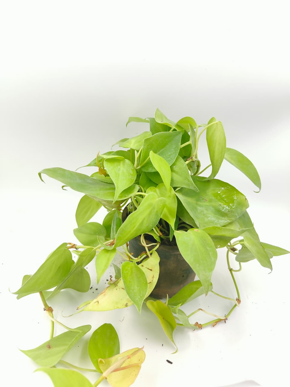 Philodendron oxycardium gold