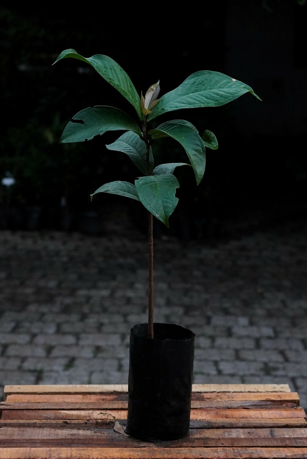 Malay Apple Live Plant (Syzygium malaccense)