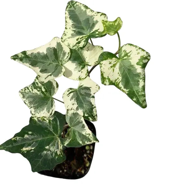 Kolibri Hedera Helix - English Ivy