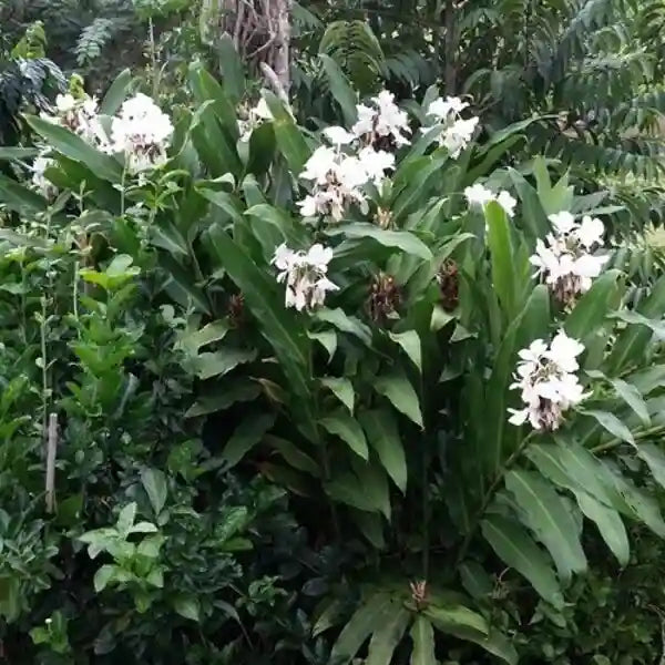 Hedychium Coronarium, Kalyana Sougandhikam