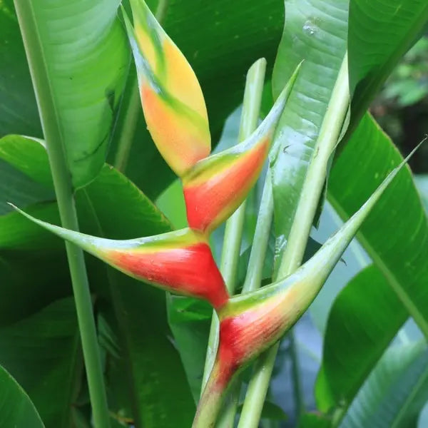 Heliconia Aurea Sunrise