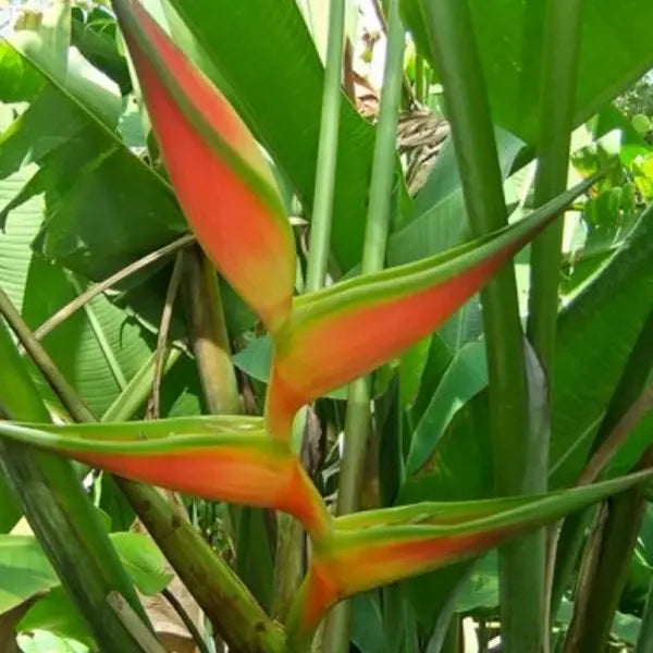 Heliconia Cinnamon