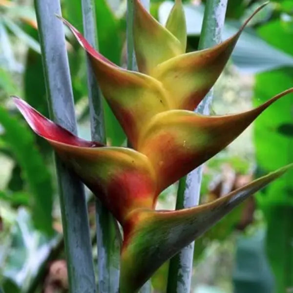 Heliconia Caribaea Flash