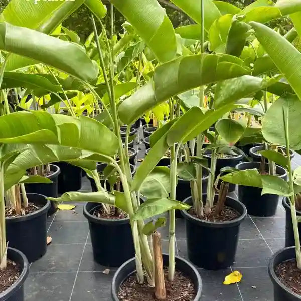 Heliconia chartacea Temptress