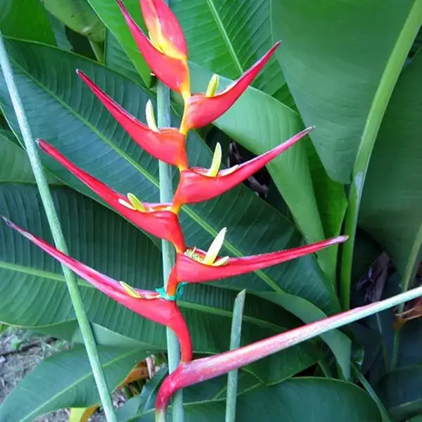 Heliconia Farinosa Rio