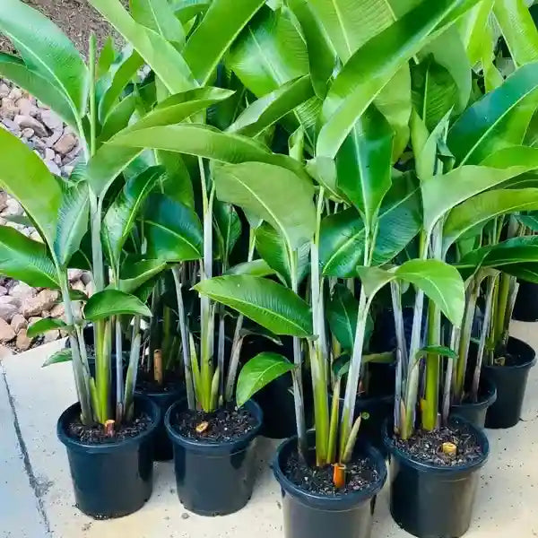Heliconia St. Lucia