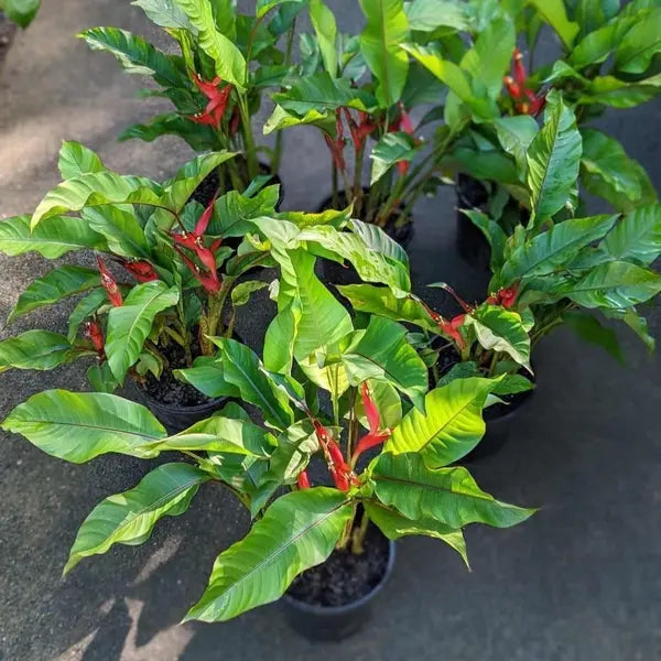 Heliconia Jamaica Dwarf