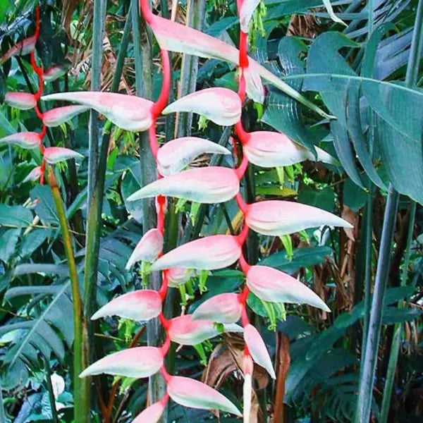 Heliconia Sexy Pink