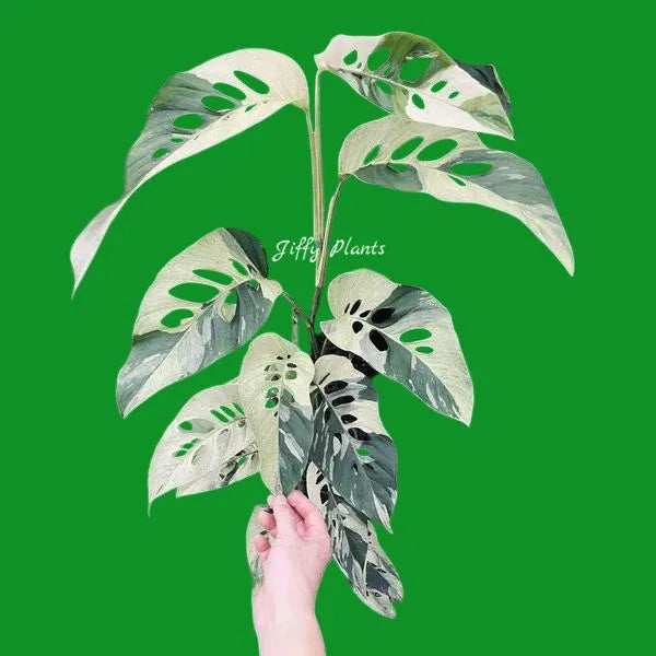 Monstera Laniata Variegated