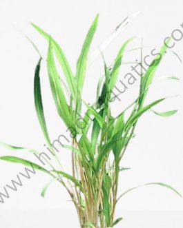 Cryptocoryne Spiralis Green (single plant)