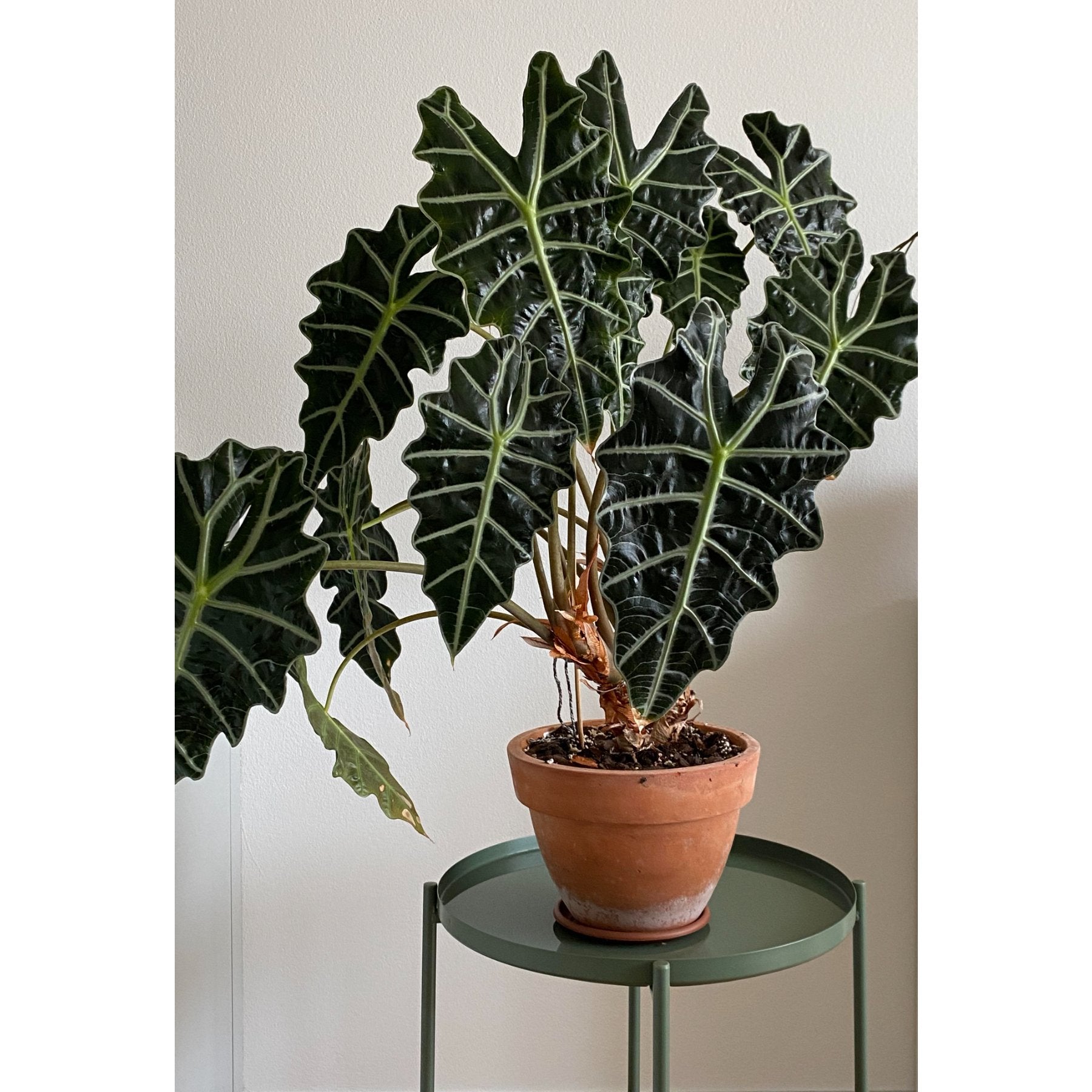 Alocasia Amazonica Polly – Alocasia Amazonica Polly Jiffy Sized plant with dark green leaves and silver veins – Jiffy Sized