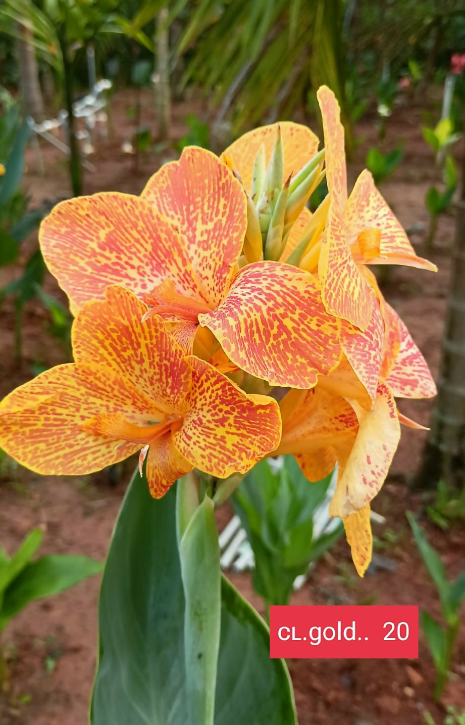 Healthy Canna Lily Gold Bulb CL. gold..20 carefully cultivated by Plant Doctor nursery