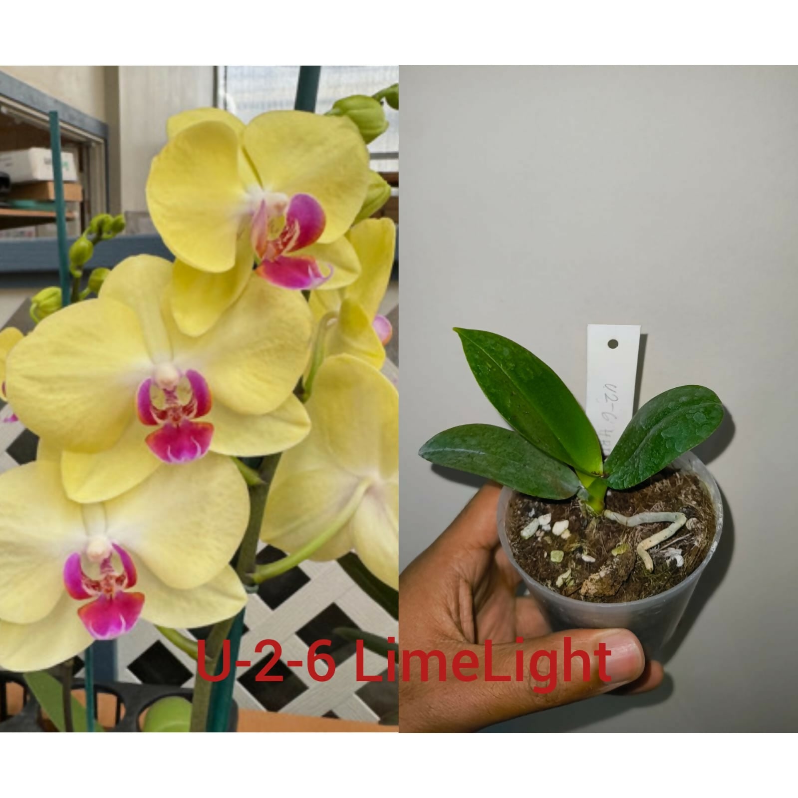 Phalenopsis-U-2-6 LimeLight