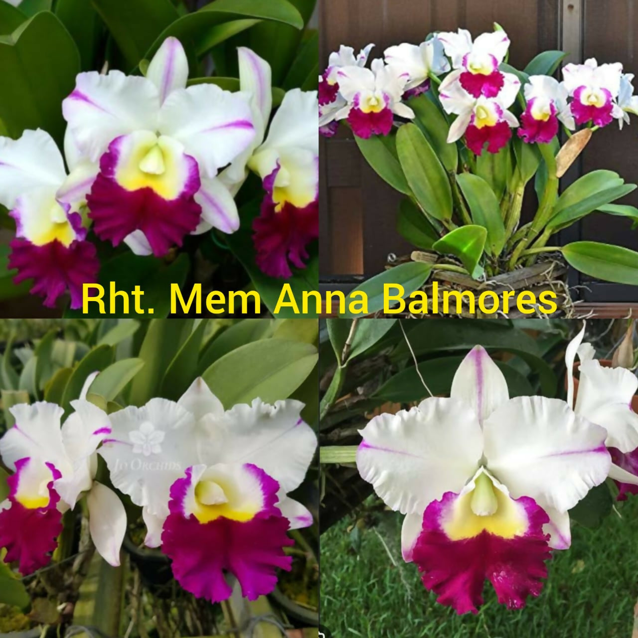 Cattleya Rht. Mem Anna Balmores- Blooming size