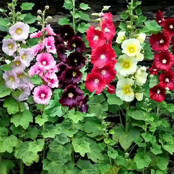 Hollyhock – Seeds
