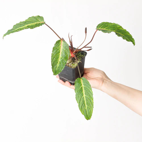 Homalomena Sp. Papua 'Pink Vein' - Rare