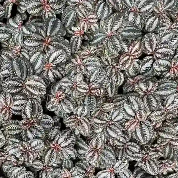 Pilea involucrata 'Norfolk' - Friendship Plant