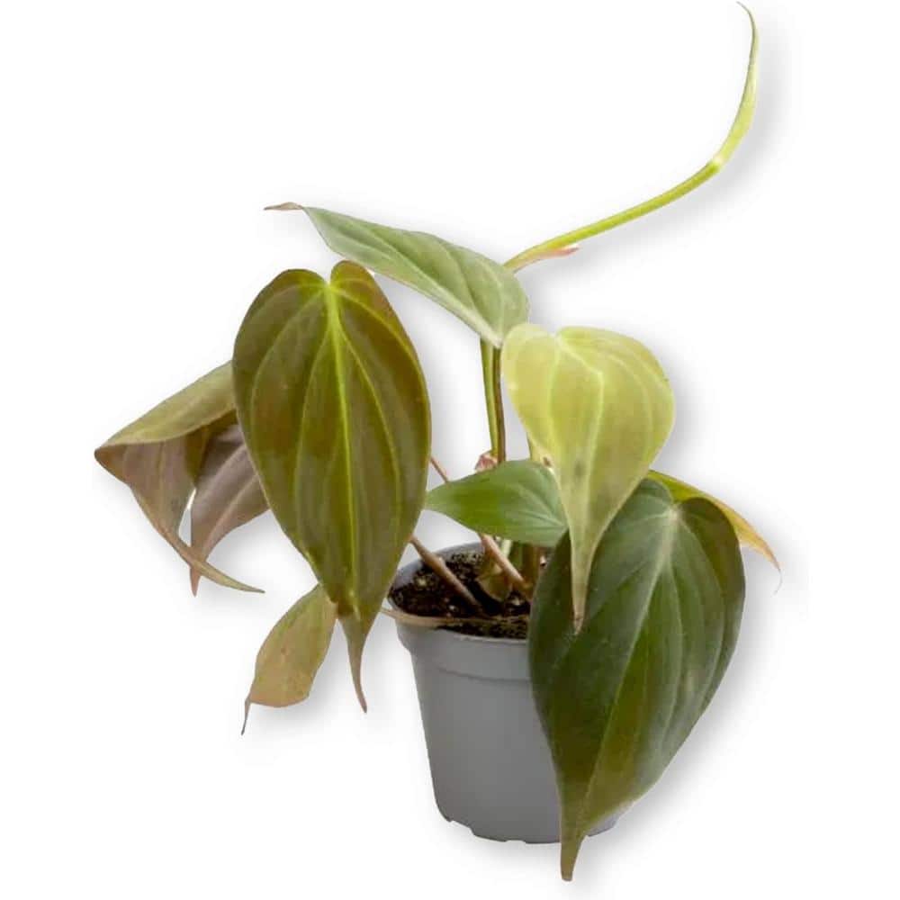 Philodendron Micans
